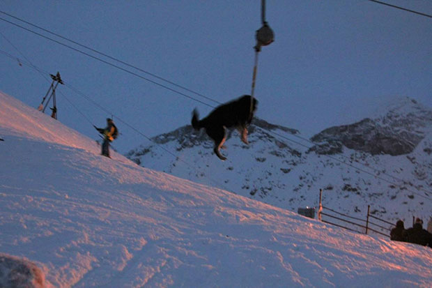 Собака на бугеле (подъемнике) Собака на бугеле (подъемнике)