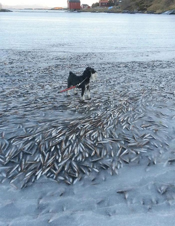 Норвежская рыба задержана ветеринарами