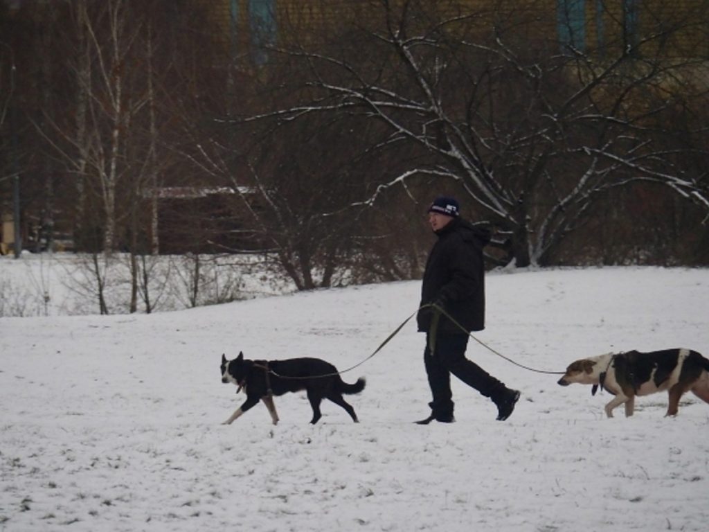 Вестник прокуророского реагирования - bloger51 — Блогер51